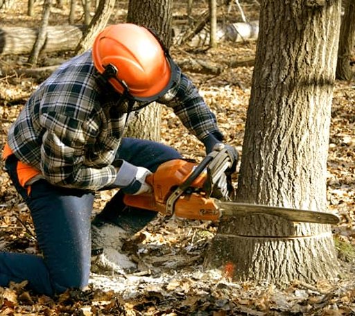 Tree Removal in Eden, GA